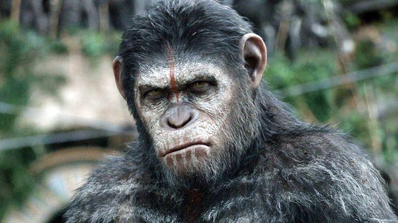 Caesar (Andy Serkis) glares with his face and fur painted in Dawn of the Planet of the Apes
