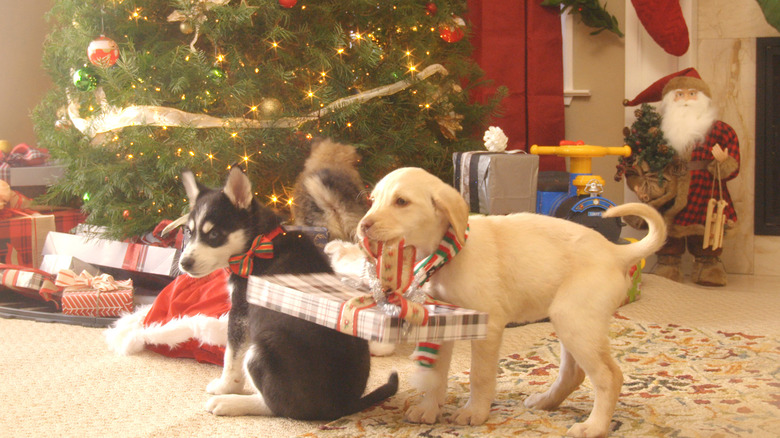 Puppies crashin' Christmas