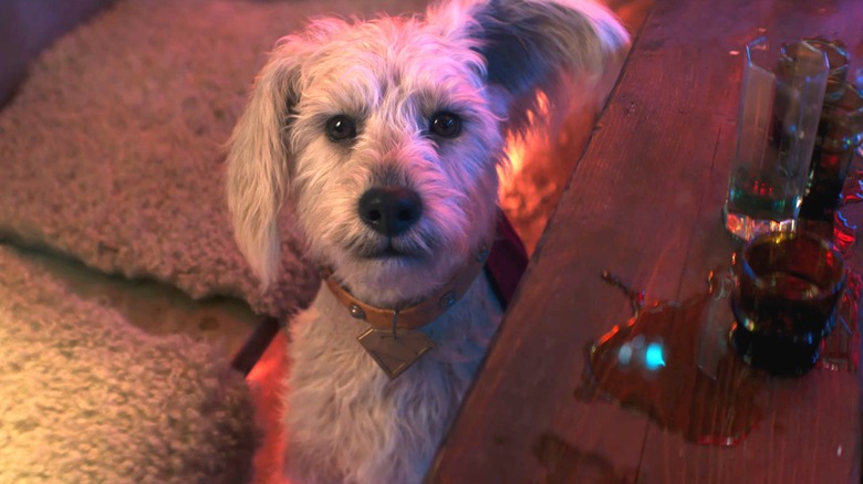 Krypto next to a bunch of empty shot glasses in Supergirl