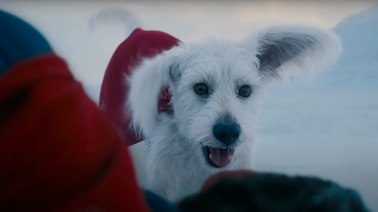 Krypto The Superdog looks at a Kal-El injured in Superman