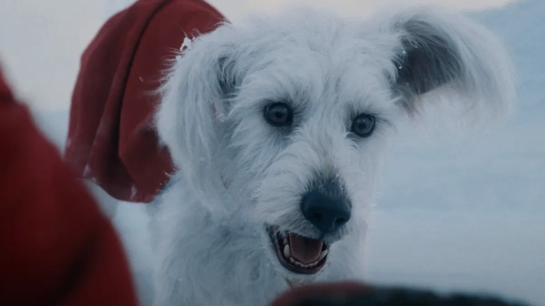 Krypto the Super-Dog looking at Superman lying on the ground in Superman (2025)