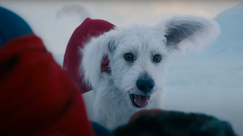 Superman de David Corenswet e Krypto, o Supercão em Superman
