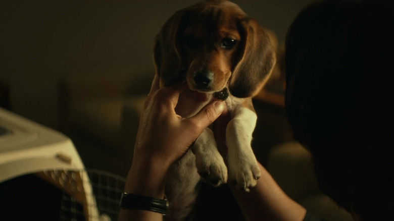 Hands holding puppy