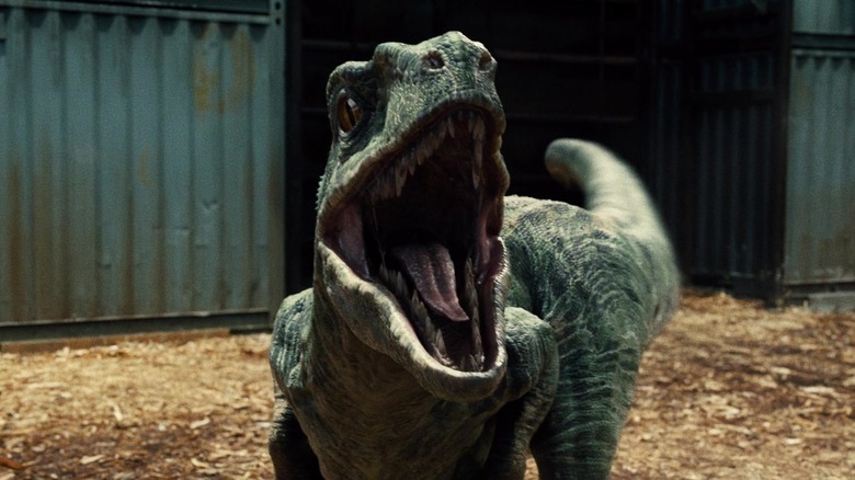 Blue Raptor roar in her pen in the world of Jurassic