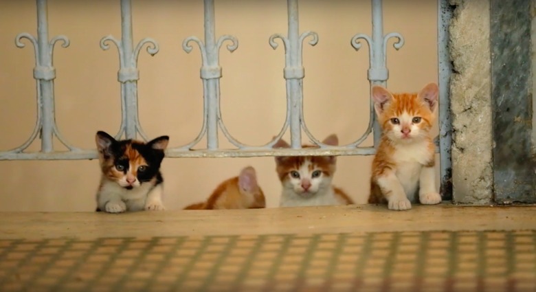 Kedi trailer