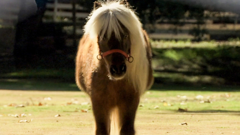 Li'l Sebastian, the most famous mini horse in the world