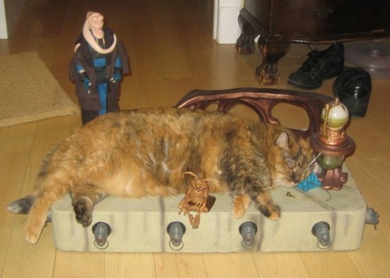 Jabba the Hutt Cat