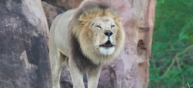 Magic of Disney's Animal Kingdom