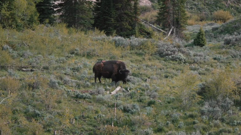 A buffalo stands in a field in Marshals