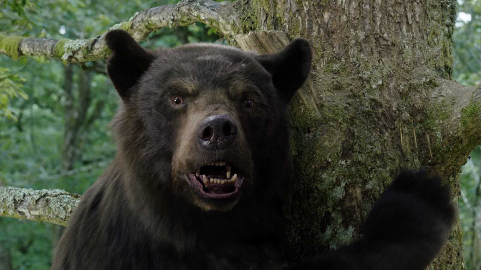 Актер медведь барт. The bear actors. The bear tv show. Медведь барт. The bear actors.