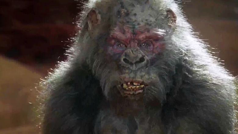 కాంగోలోని దుష్ట బూడిద కోతులలో ఒకటి