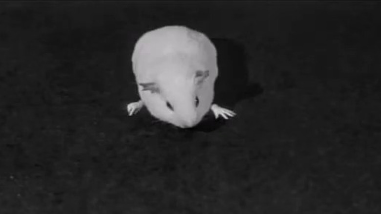 Guinea pig human hands Return of the Fly
