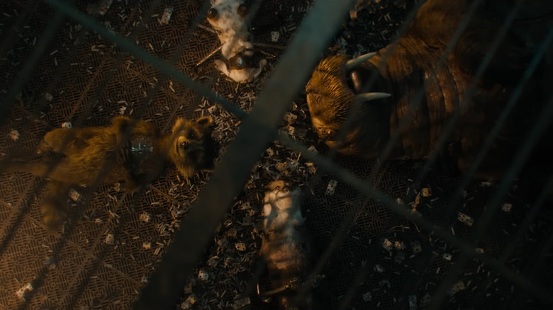 Rocket, Lylla, Teefs, and Floor lying together