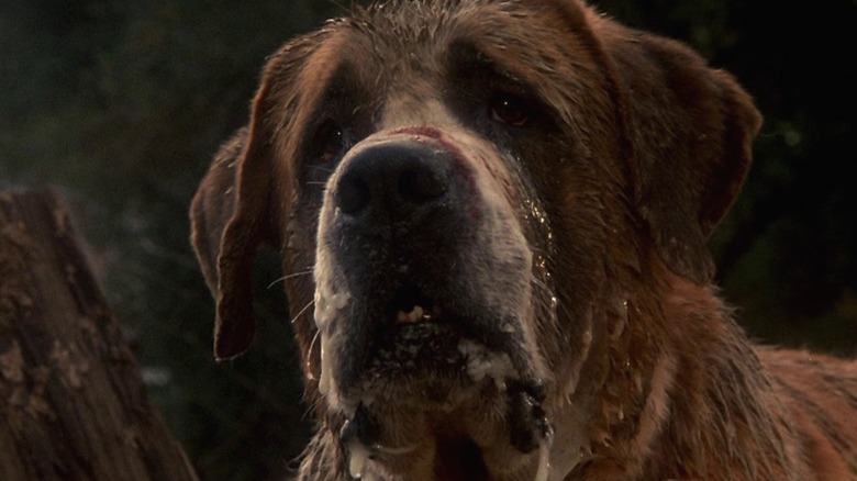 A rabid dog Cujo