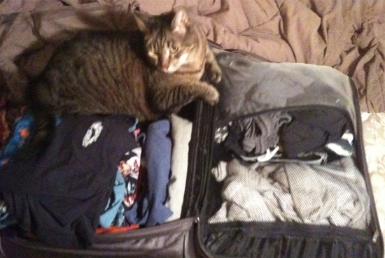 catinsuitcase