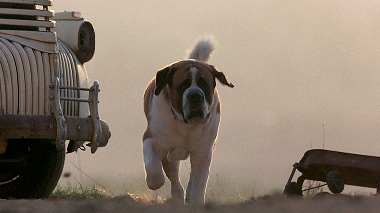 Cujo the dog running through the yard in Cujo (1983)
