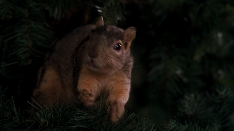 A squirrel in a Christmas tree in National Lampoon's Christmas Vacation