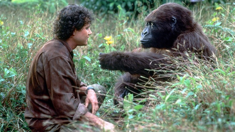 Peter Elliott accepting a flower from the gorilla Amy in Congo.