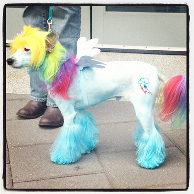 Dog Cosplaying As A My Little Pony