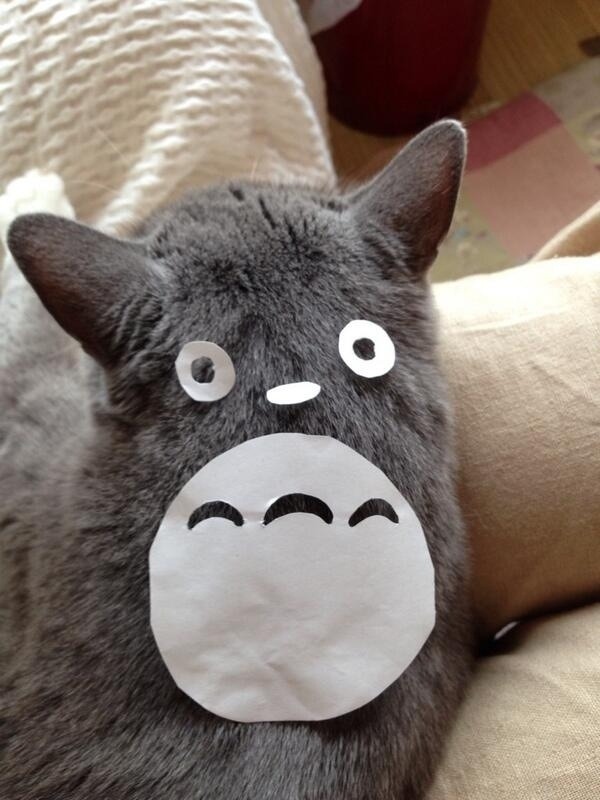 Turn Your Cat Into Totoro