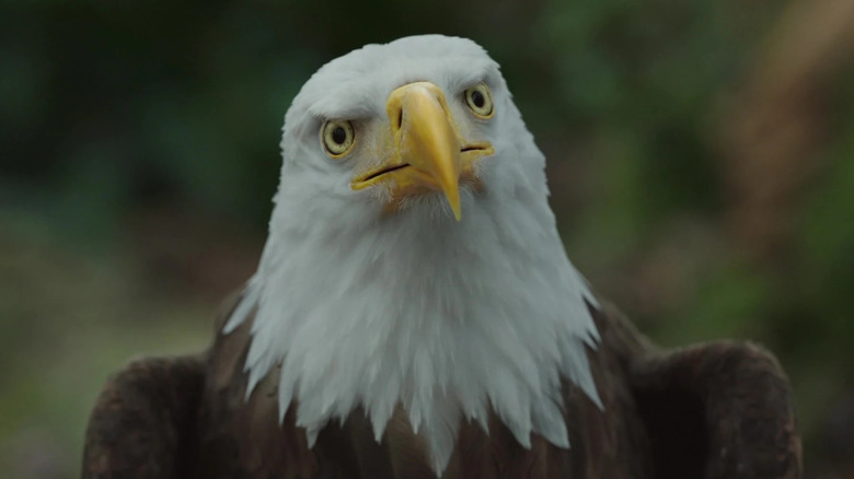 Eagly, the best boy there ever was, looking off-camera on Peacemaker