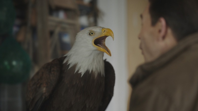 Eagly squawking at Peacemaker