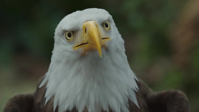 Eagly looking confused