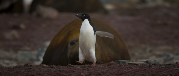 penguins trailer
