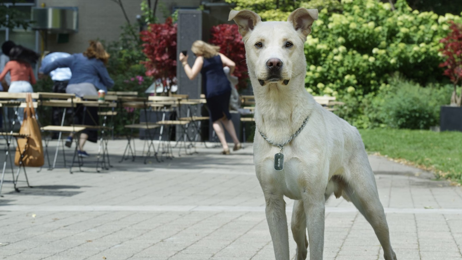 Pepsi, The Rescue Dog Who Plays Krypto In Titans, Was Afraid Of Boom