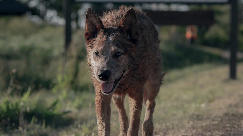 Dog from Pet Sematary