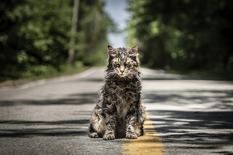 pet sematary cat