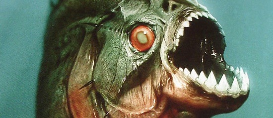 piranha_maw