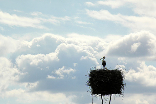 stork