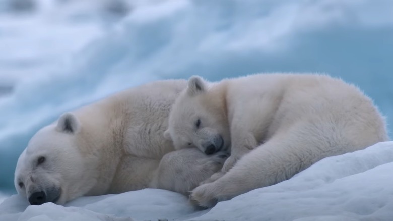 Polar Bears