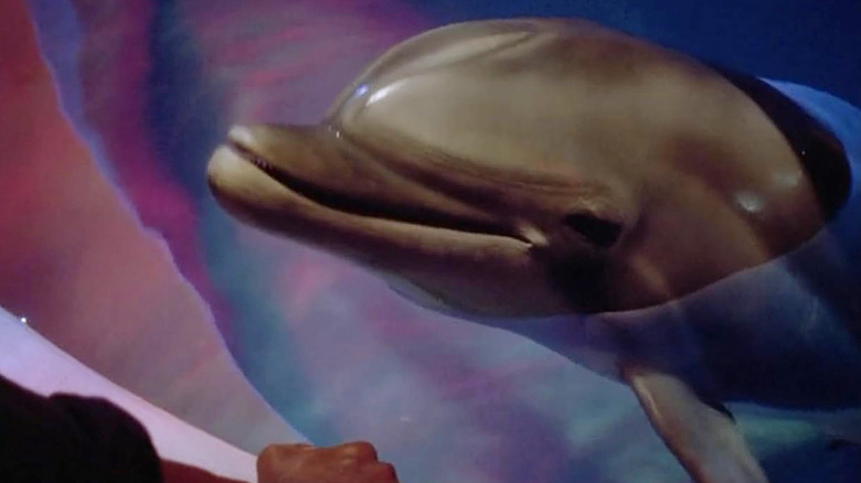 Darwin the dolphin looking up out of some water in seaQuest DSV