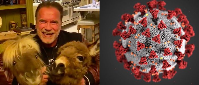 Schwarzenegger Coronavirus