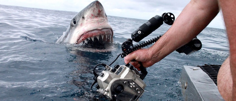 Andy Casagrande filming sharks 2