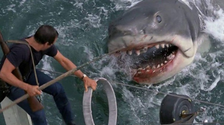 shark attack Jaws