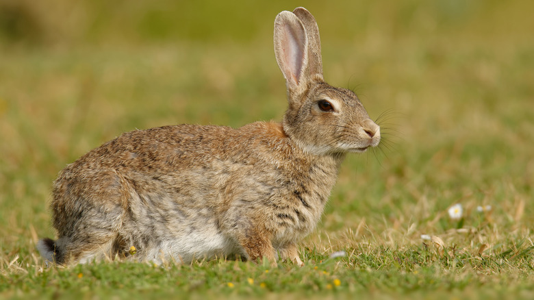 European rabbit in Australia