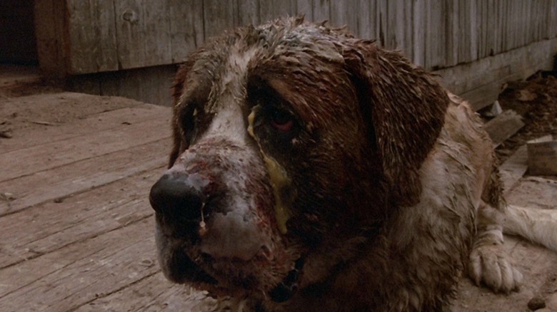 Dog, Cujo