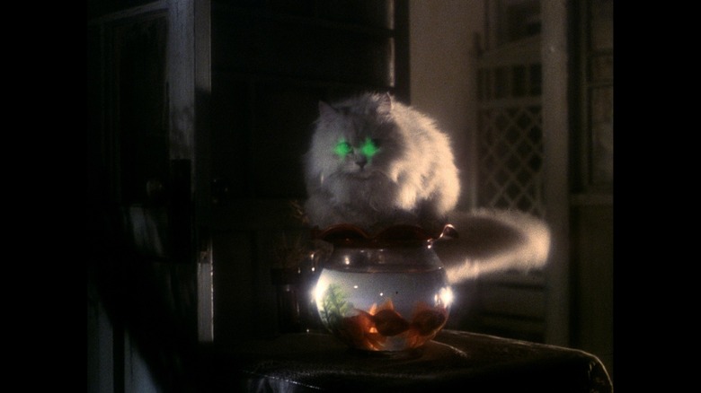 A green-eyed demon cat on a fish bowl in House