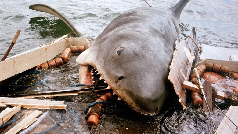 Shark in Jaws