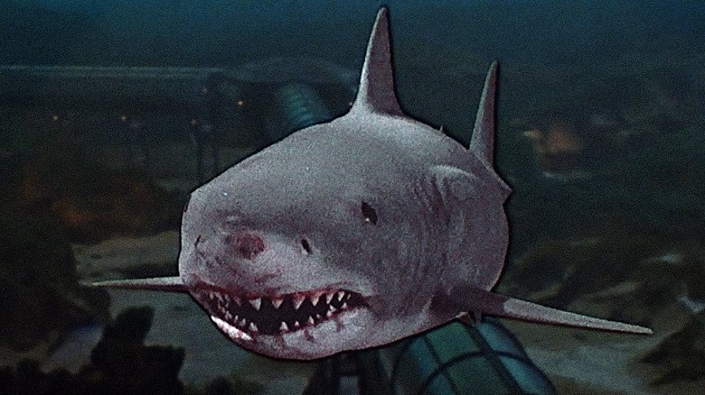 Gorgeous white shark that swam toward the camera on chin 3D