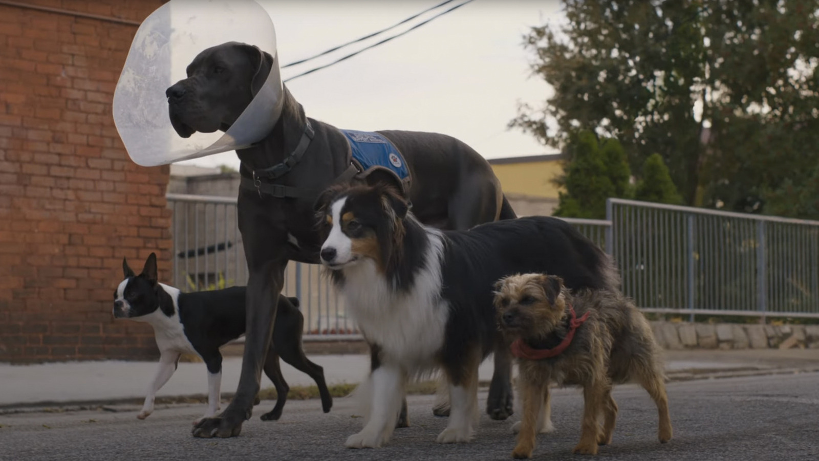 Strays Trailer Will Ferrell Voices A Dog Who Wants To Bite Will Forte