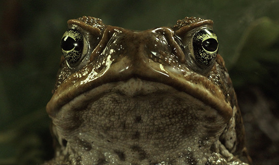 cane-toads-the-conquest-1