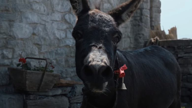 Jenny the miniature donkey cocking her head in The Banshees of Inisherin