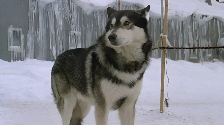 Jed plays the seemingly harmless Norwegian husky in The Thing