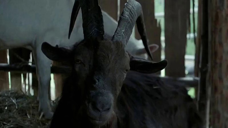 Charlie the goat as Black Phillip standing in a barn with white animal behind him in The Witch