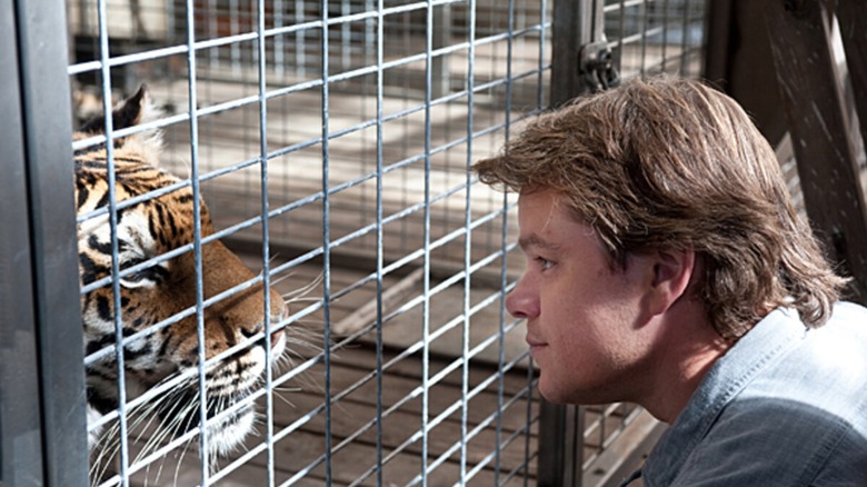 Benjamin, played by Matt Damon, makes eye contact with a tiger in We Bought A Zoo