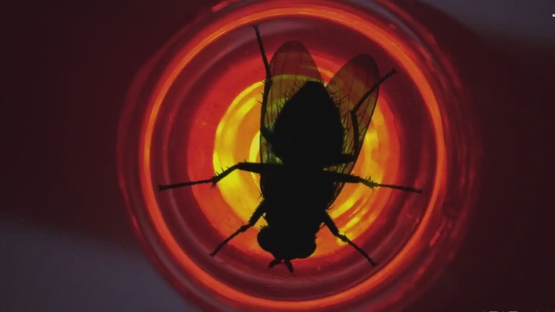 A fly sits on a light